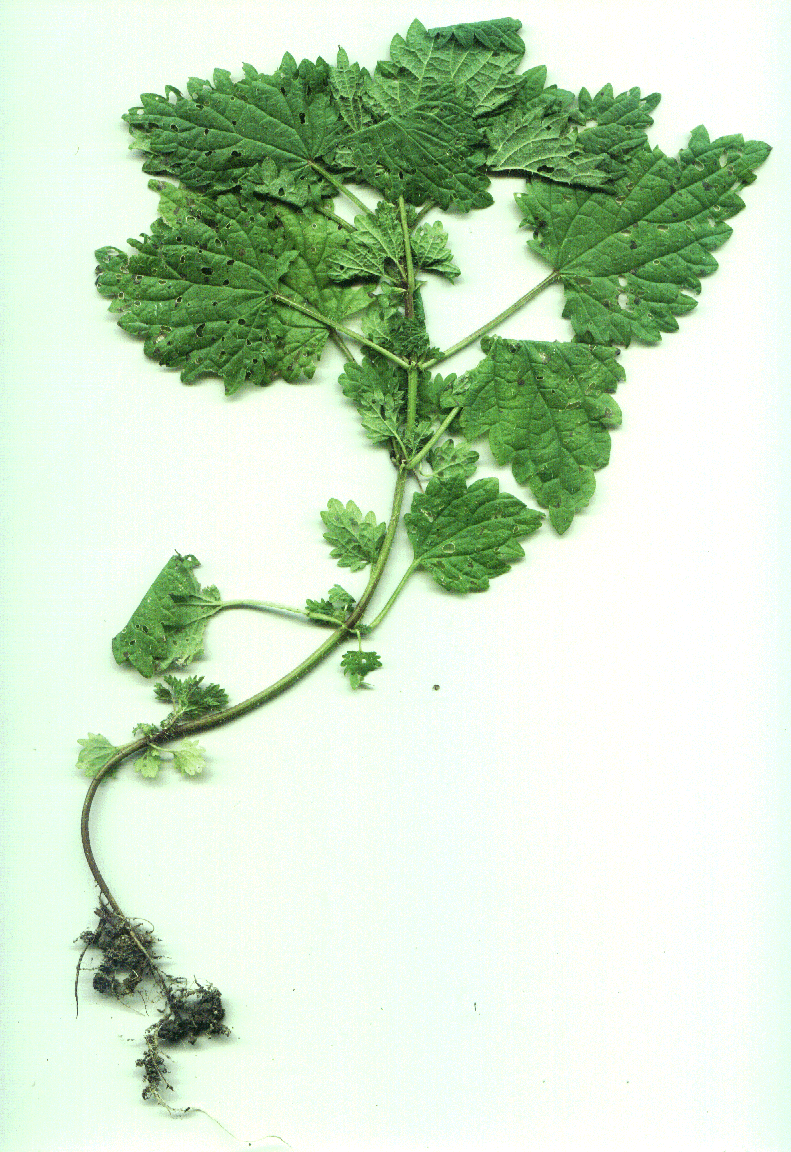 Urtica dioica_100_dpi.gif